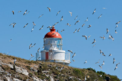 A Flock of Gulls