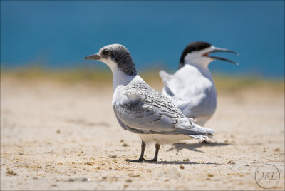 Tara, The White-fronted Tern & Chick