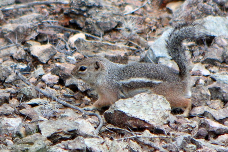 ground squirrel?