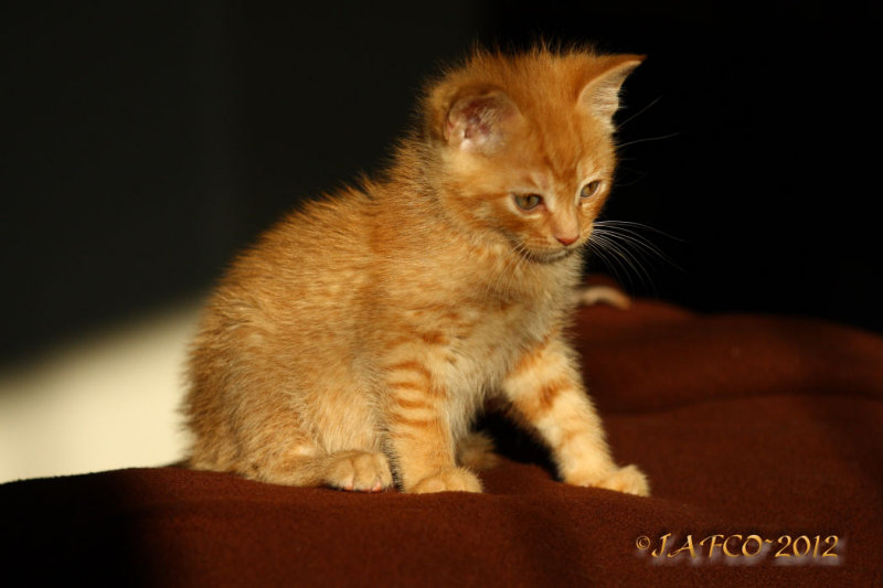 Sheldon