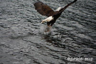 eagle2