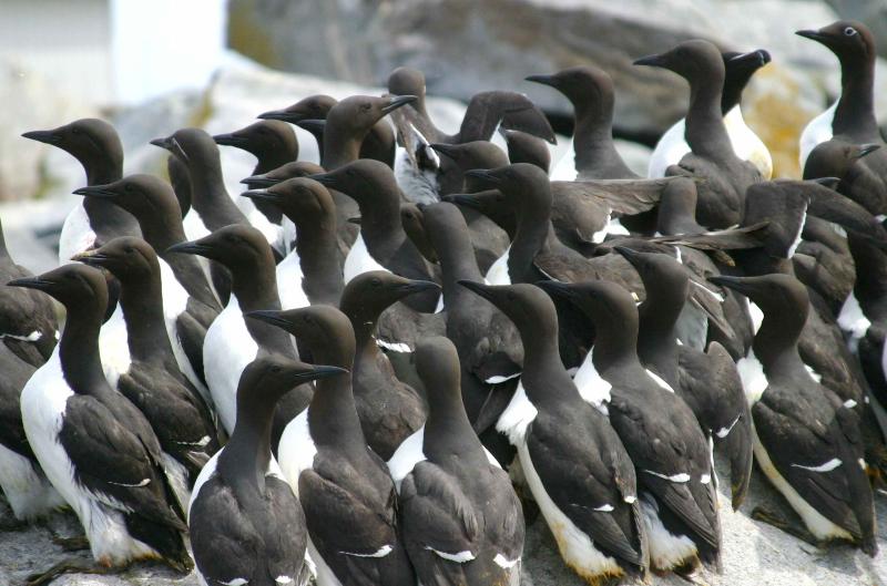 014  THIN BILLED MURRE