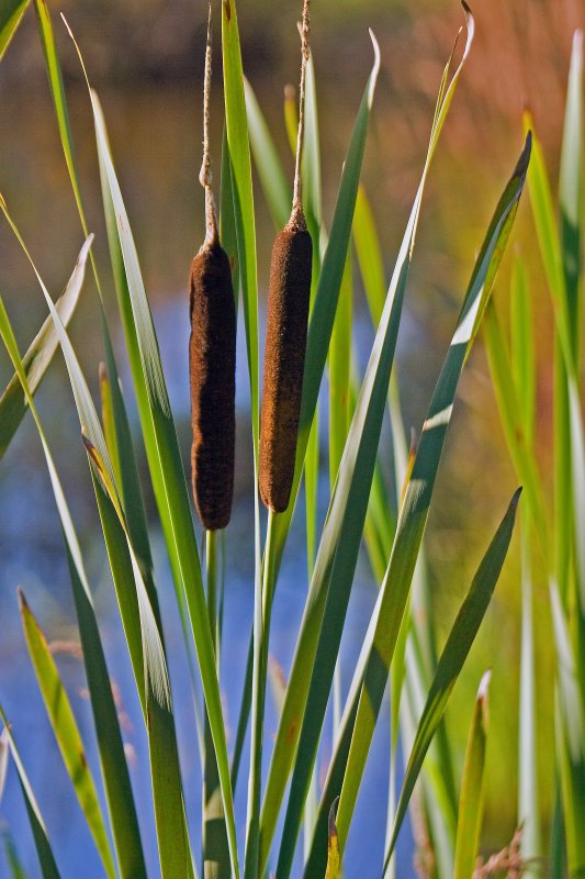 465  CAT TAILS