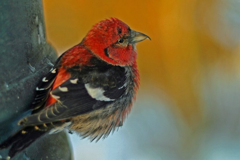 007  WHITE WINGED CROSSBILL