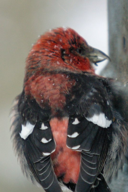 008  WHITE WINGED CROSSBILL