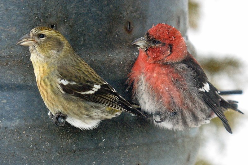 010  WHITE WINGED CROSSBILL