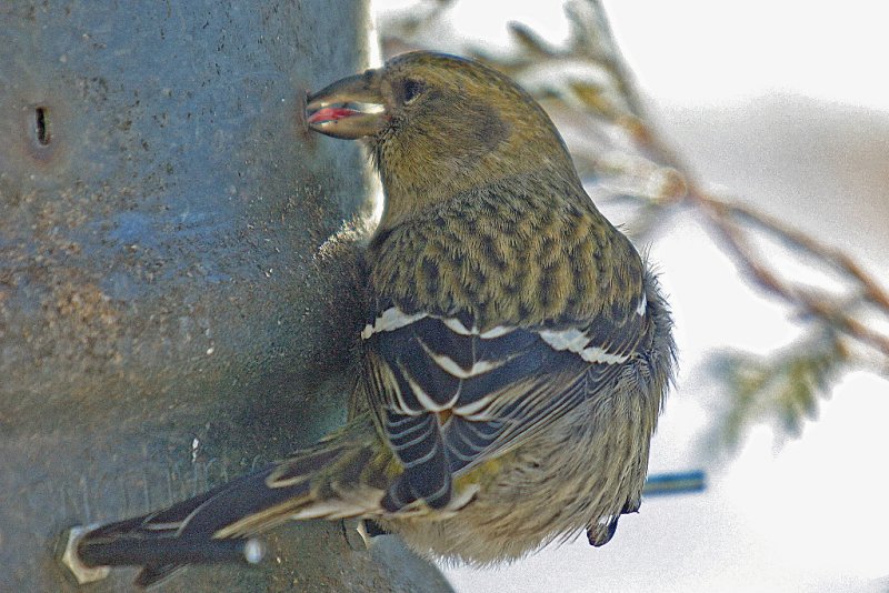 012  WHITE WINGED CROSSBILL