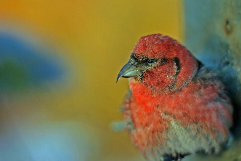 013  WHITE WINGED CROSSBILL