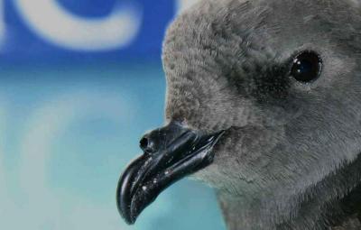 LEACHES STORM PETRELS