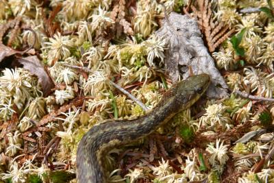 001  GARTER SNAKE  I