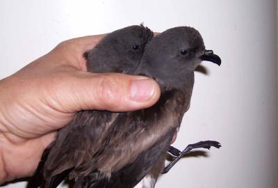 003  LEACH'S STORM PETREL