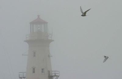 FOGGY LIGHT_012
