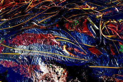 011  SEAWEED