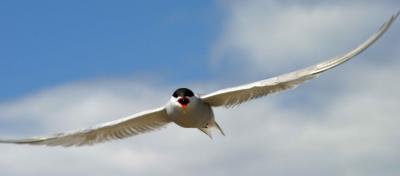  005  COMMON TERN