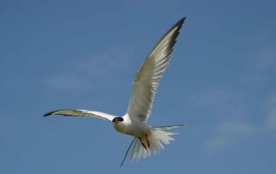 010  COMMON TERN