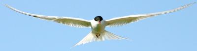 011  COMMON TERN