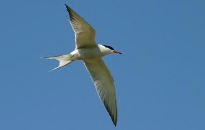 015  COMMON TERN