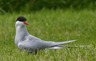  002  ARCTIC TERN