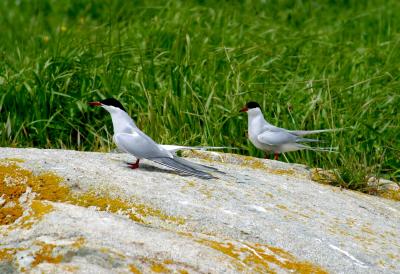  005  ARCTIC TERN