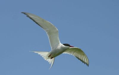 013  ARCTIC TERN