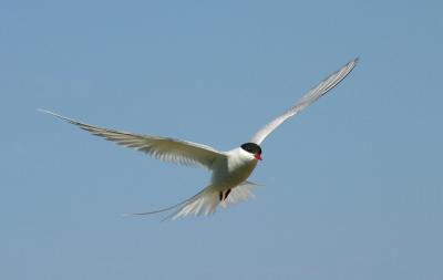   ARCTIC TERN