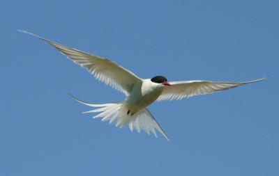  021  ARCTIC TERN