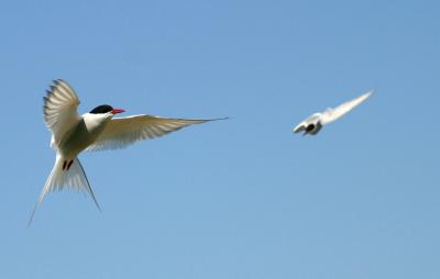  011  ARCTIC TERN