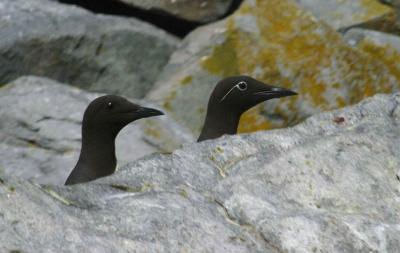 THIN BILLED {COMMON} MURRES