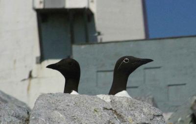 002  THIN BILLED MURRE