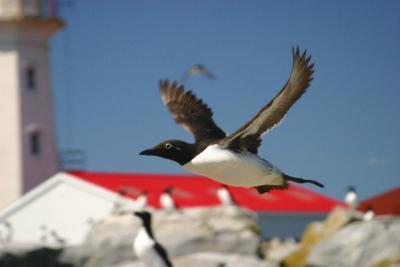 006  THIN BILLED MURRE