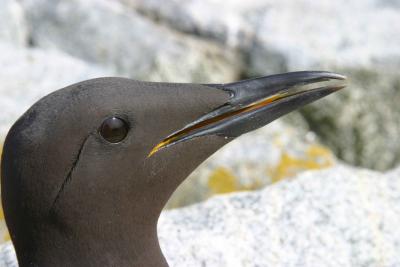  007  THIN BILLED MURRE