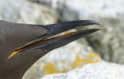 008  THIN BILLED MURRE