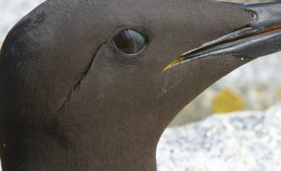 011  THIN BILLED MURRE