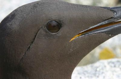 012  THIN BILLED MURRE