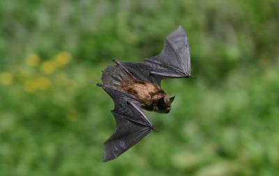  LITTLE BROWN BAT  III