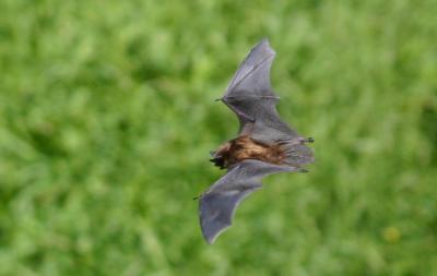 LITTLE BROWN BAT  VI