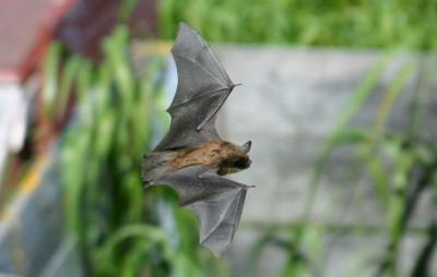 LITTLE BROWN BAT  X