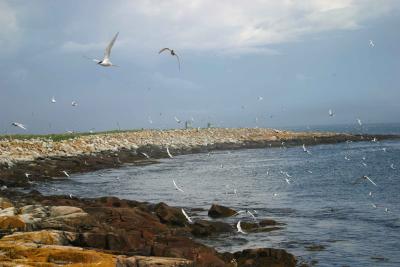  017  TERNS