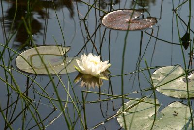 027  POND LILY