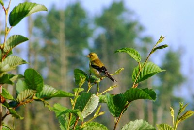 093  GOLDFINCH