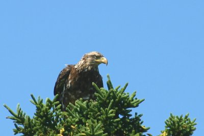 097  YOUNG EAGLE