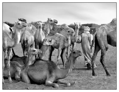 The Camel Market