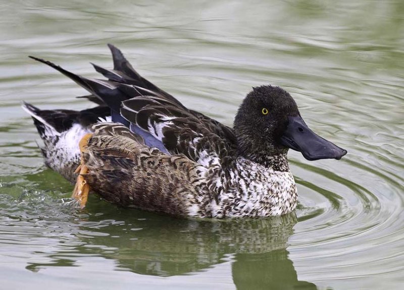 Northern Shoveler