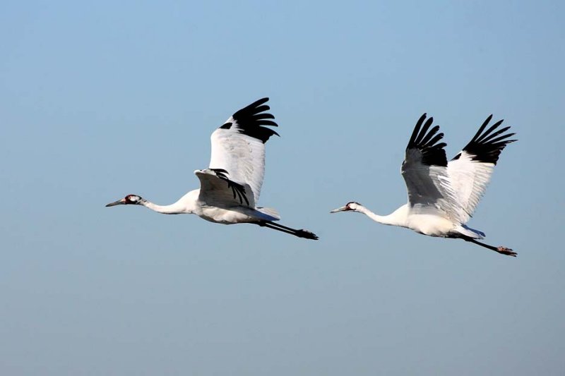Whooping Cranes (M&F)
