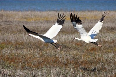 Whooping Cranes (M&F)