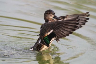 Green-wing Teal