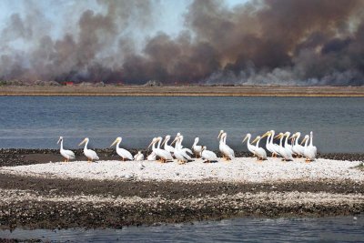 Pelicans & Aransas Burn