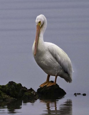 White Pelican