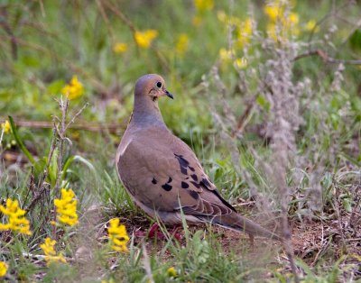 Mourning Dove