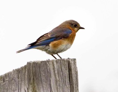 Western_Bluebird